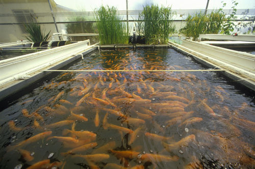 Are aquaponic farms profitable